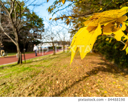 Autumn scenery: Beautiful yellow leaves and walking paths 84488198