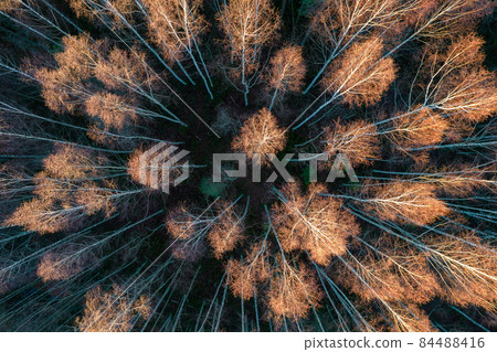 Directly above aerial drone full frame shot of yellow golden foliage groves with beautiful texture of leafless birch tree's treetops in golden time. Beautiful fall season scenery. Mountains in autumn Directly above aerial drone full frame shot of yellow golden foliage groves with beautiful texture of leafless birch tree's treetops in golden time. Beautiful fall season scenery. Mountains in autumn 84488416
