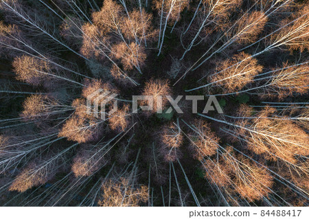 Directly above aerial drone full frame shot of yellow golden foliage groves with beautiful texture of leafless birch tree's treetops in golden time. Beautiful fall season scenery. Mountains in autumn Directly above aerial drone full frame shot of yellow golden foliage groves with beautiful texture of leafless birch tree's treetops in golden time. Beautiful fall season scenery. Mountains in autumn 84488417