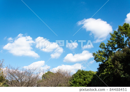 Mineyama Cemetery Trees and Early Autumn Blue Sky 84488451