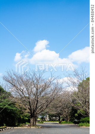 Mineyama Cemetery Trees and Early Autumn Blue Sky 84488452
