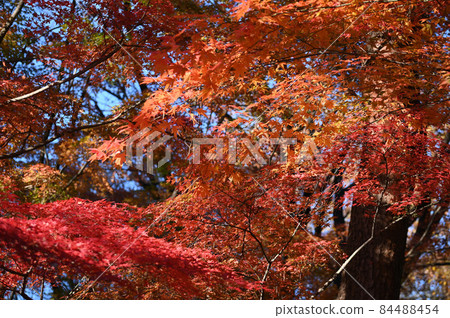 Japanese autumn leaves 84488454