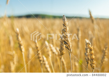 Wheat field on the farm at sunny autumn day 84488802