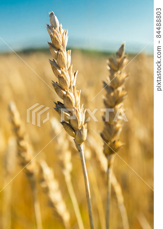 Wheat field on the farm at sunny autumn day Wheat field on the farm at sunny autumn day 84488803