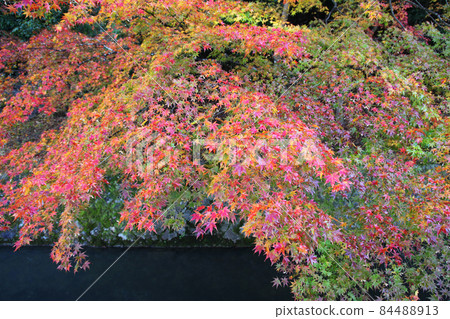 Autumn leaves of Kyoto Philosophy Road Kinshu 84488913