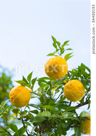 柚子種子 84489193