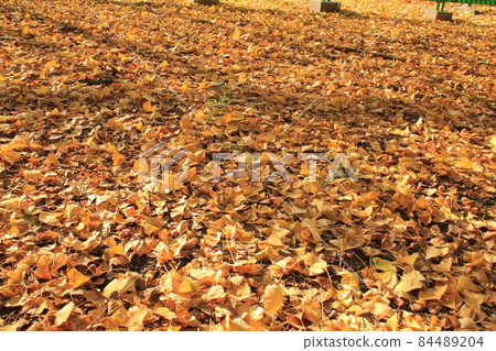 銀杏落葉 84489204