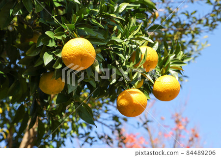 柚子種子 84489206