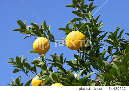 Yuzu seeds 84489212