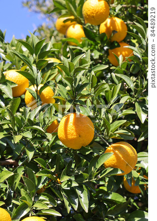 Yuzu seeds 84489219