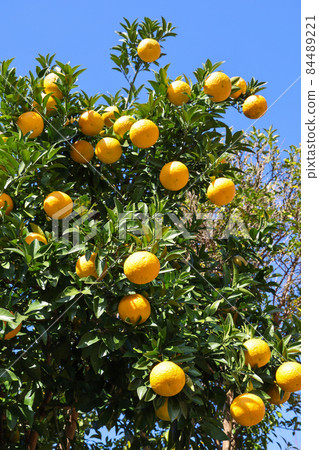 Yuzu seeds Yuzu seeds 84489221