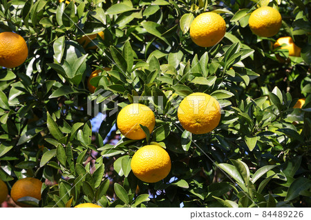 Yuzu seeds 84489226