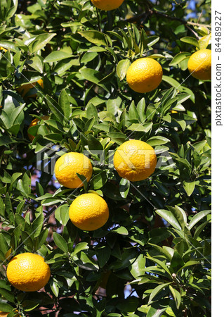 Yuzu seeds 84489227
