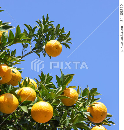 柚子種子 84489230