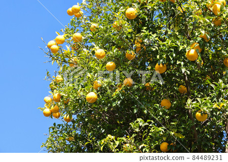 柚子種子 柚子種子 84489231