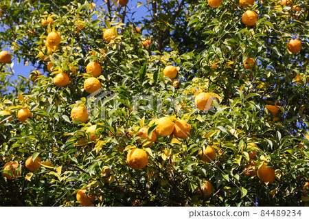 Yuzu seeds 84489234