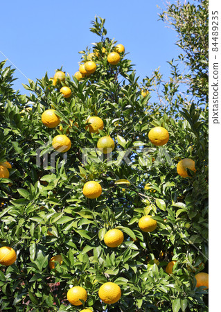 Yuzu seeds Yuzu seeds 84489235