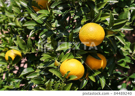 Yuzu seeds Yuzu seeds 84489240