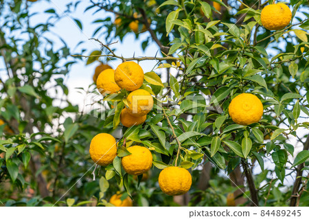 Yuzu seeds Yuzu seeds 84489245