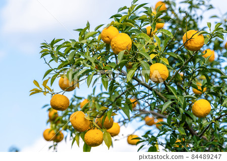 Yuzu seeds 84489247