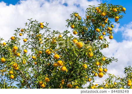Yuzu seeds 84489249