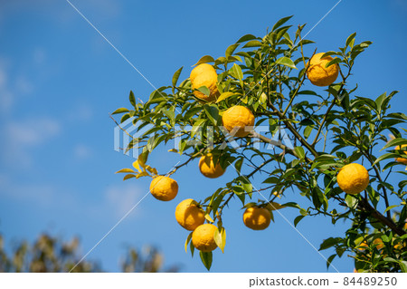 Yuzu seeds 84489250