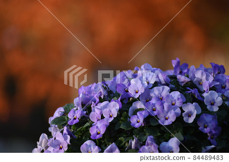 Flower pansies 84489483