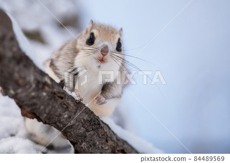 Ezomomonga relaxing on a tree branch 84489569