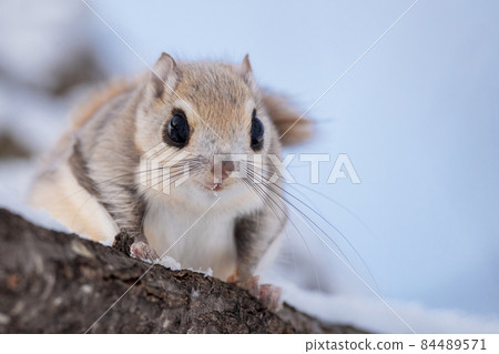 Ezomomonga 在樹枝上放鬆 84489571