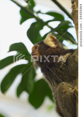 Common marmoset Common marmoset 84489964