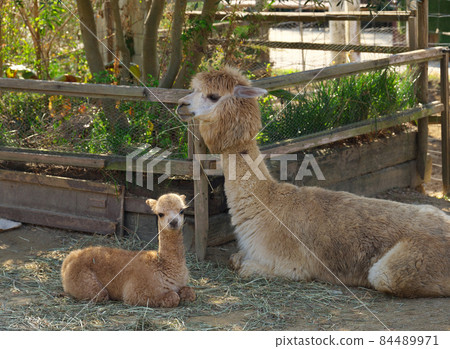 羊駝 羊駝 84489971