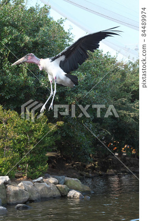 African Bald Stork 84489974