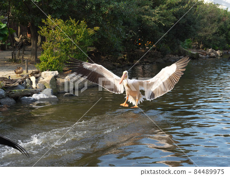 Momoiro Pelicans 84489975