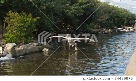 Momoiro Pelicans Momoiro Pelicans 84489976