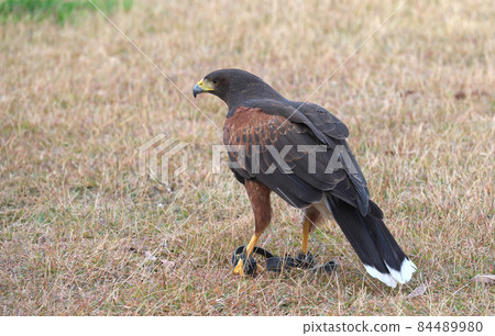 Harris Hawk Harris Hawk 84489980