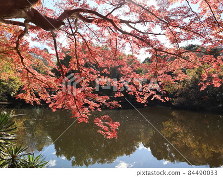 《秦野市》 心生湖的紅葉 《秦野市》 心生湖的紅葉 84490033