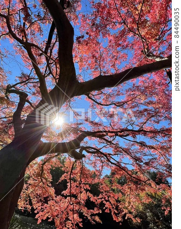 《秦野市》 心生湖的紅葉 84490035