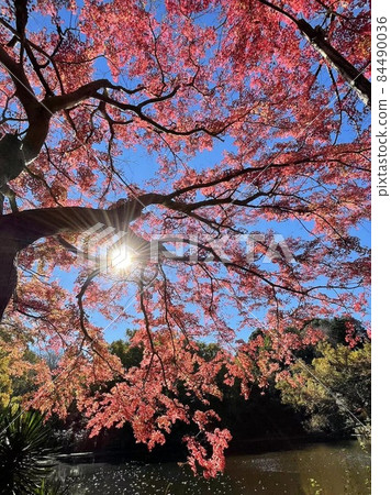 《秦野市》 心生湖的紅葉 《秦野市》 心生湖的紅葉 84490036