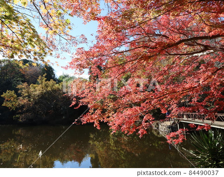 《秦野市》 心生湖的紅葉 《秦野市》 心生湖的紅葉 84490037