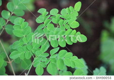 Moringa 84490058