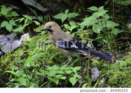 A cheerful and beautiful forest jay 84490283