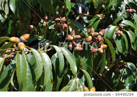 Arakashi no Oe Arakashi no Oe 84490284