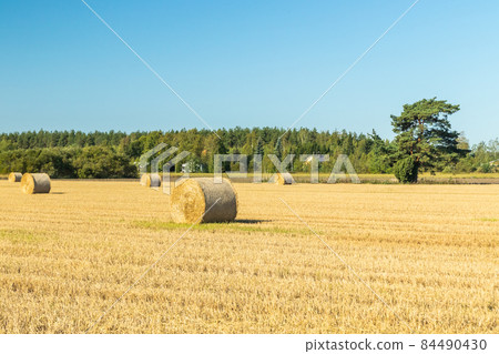 Rolls of hay bales in a field at farm. Rolls of hay bales in a field at farm. 84490430