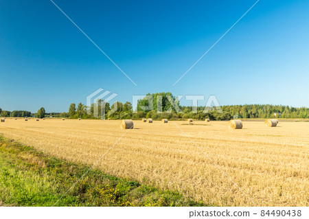 Rolls of hay bales in a field at farm. Rolls of hay bales in a field at farm. 84490438