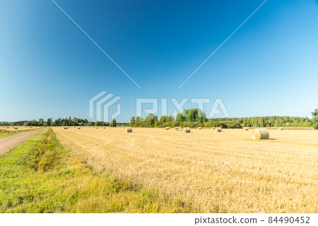 Rolls of hay bales in a field at farm. 84490452