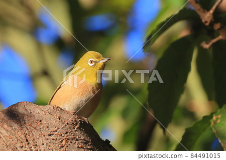 White-eye in Higashi-Takane Forest Park in autumn 84491015