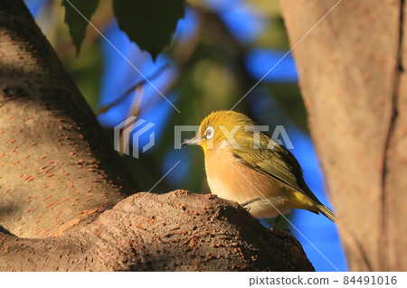 White-eye in Higashi-Takane Forest Park in autumn 84491016