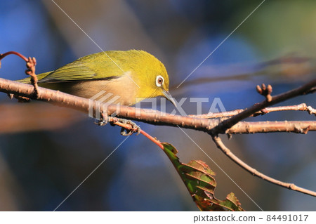 White-eye in Higashi-Takane Forest Park in autumn 84491017