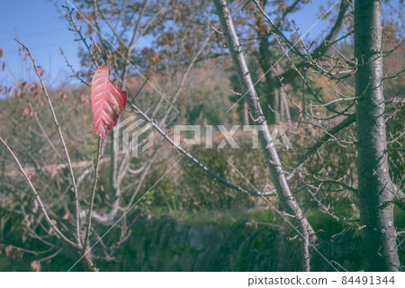 The last leaf [Sakura autumn leaves] 84491344