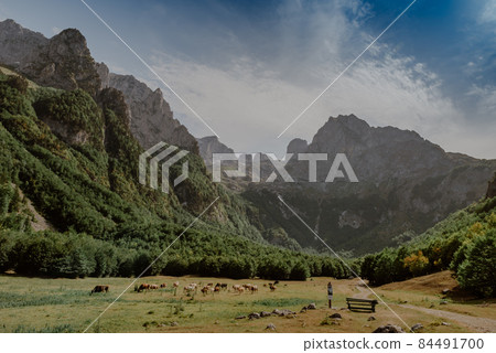 Mountain landscape with grazing cows Mountain landscape with grazing cows 84491700